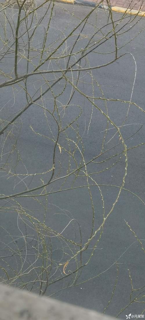 北方的春天很短  第1张