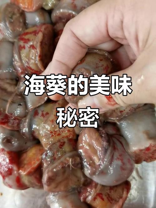 海葵  第1张