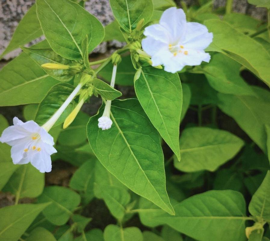 思念美丽的夜来香  第1张