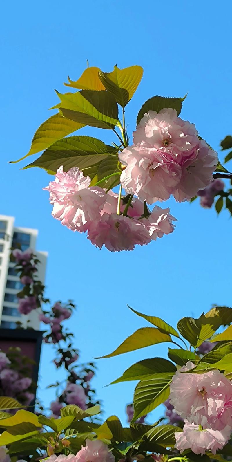 当阳光端起明媚的春天  第1张