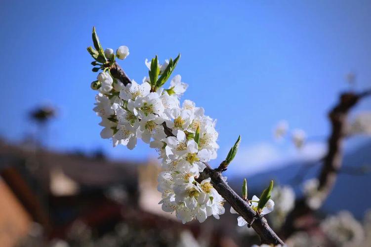 春花，怒放  第1张