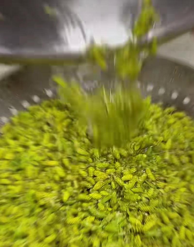 又是柳絮纷飞的时节  第1张