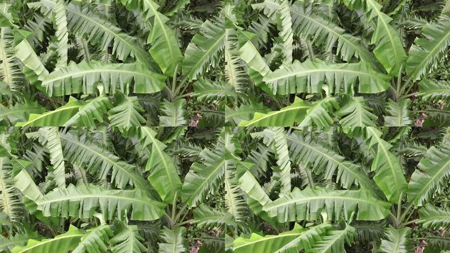 树、叶子、风  第1张