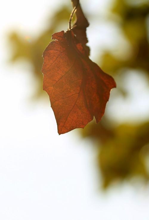 梧桐叶不后悔  第1张