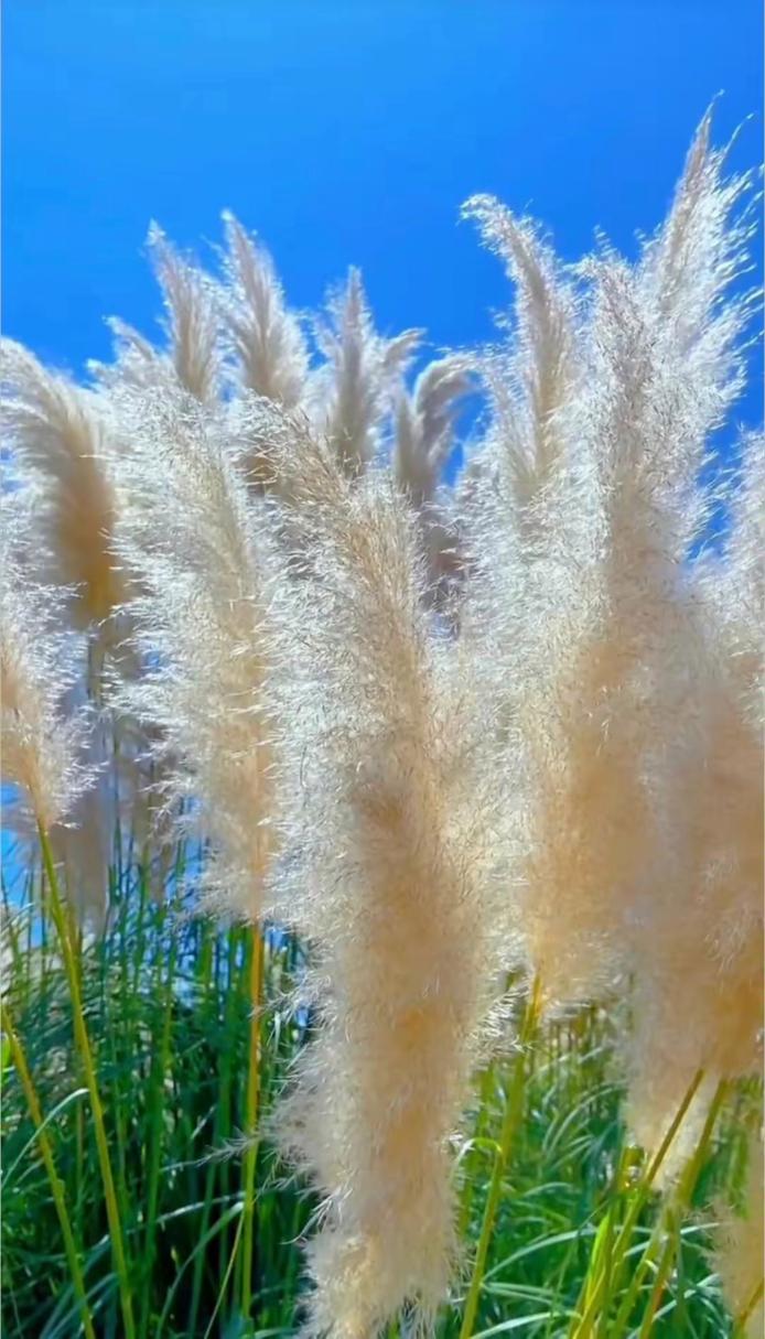 有一种美丽叫简单  第1张