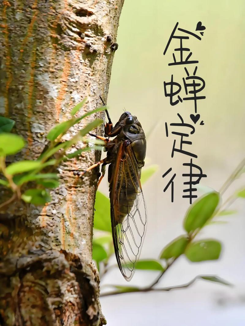 金蝉定律  第1张