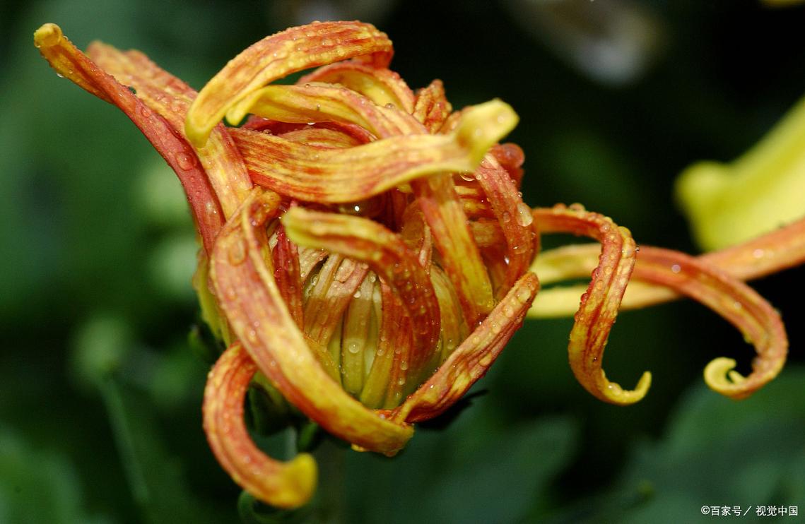 染指芬芳  第1张