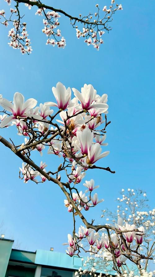 又是玉兰盛开时  第1张