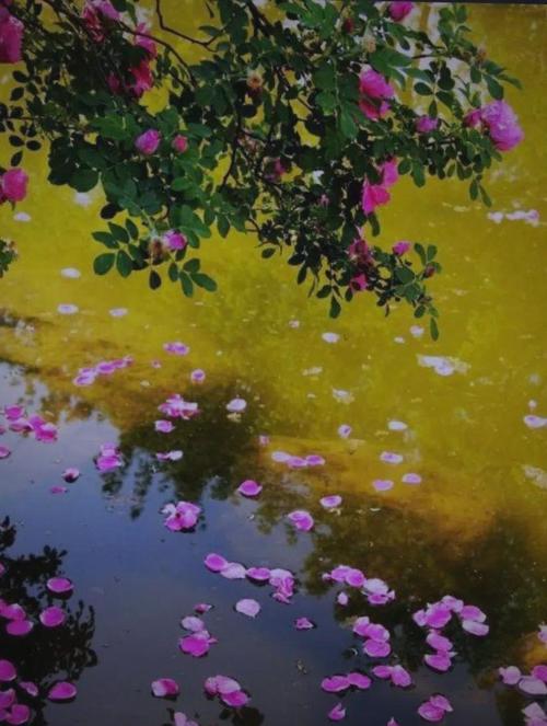 落花，是一种情绪  第1张