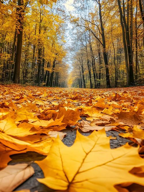 落叶缤纷的思绪  第1张