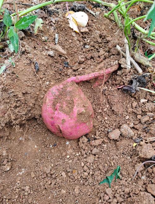 红薯的记忆  第1张