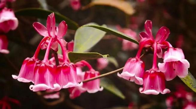 生如山花  第1张