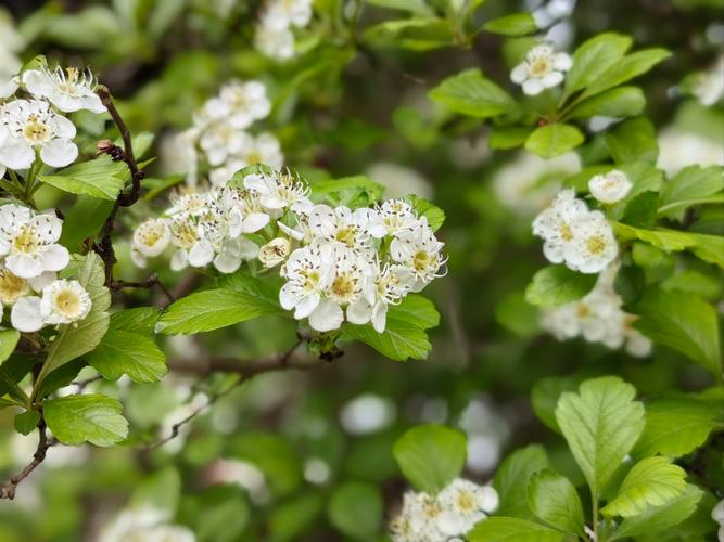 飘落的山楂花  第1张