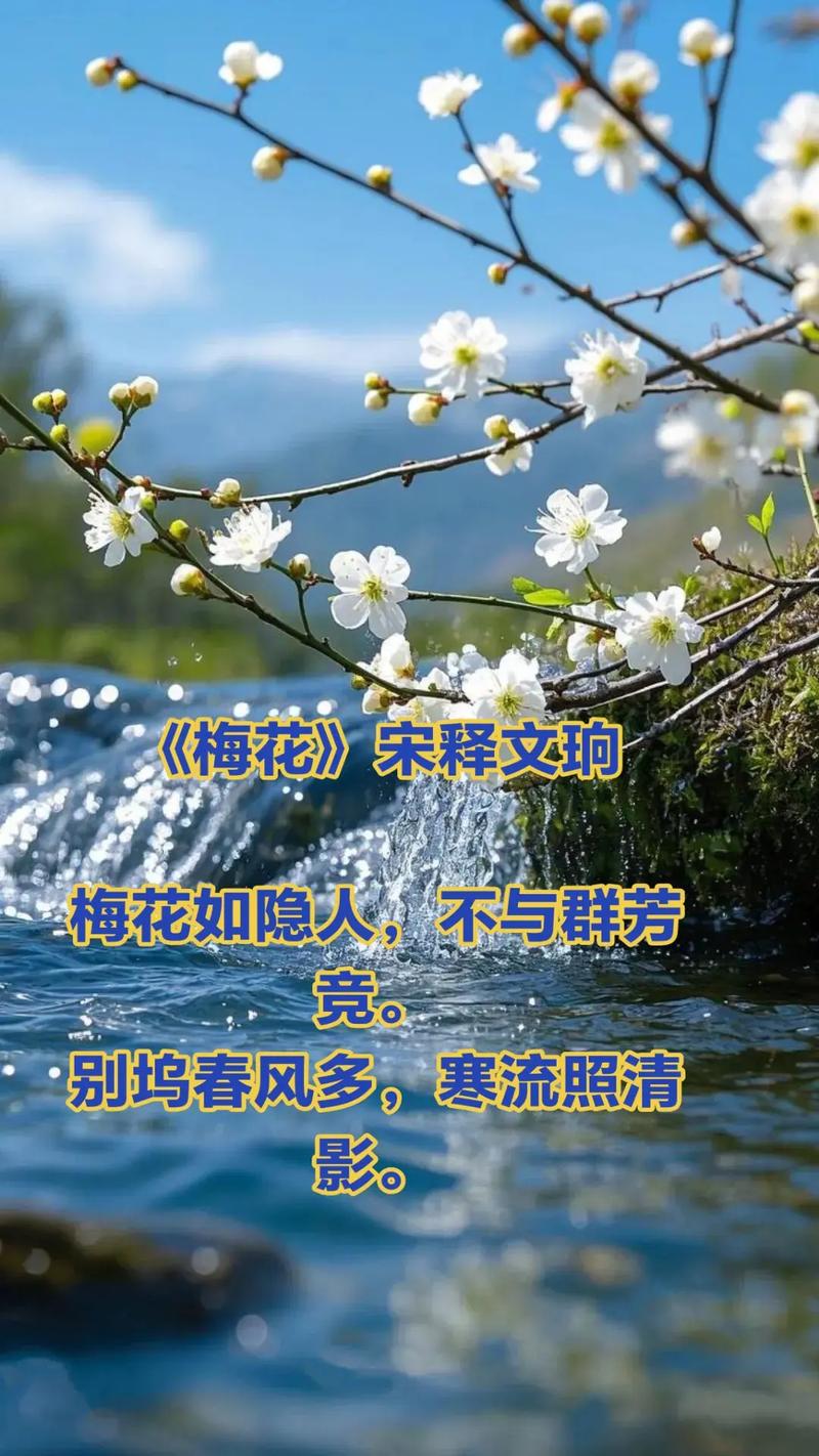 梅花飘飞的念想  第1张