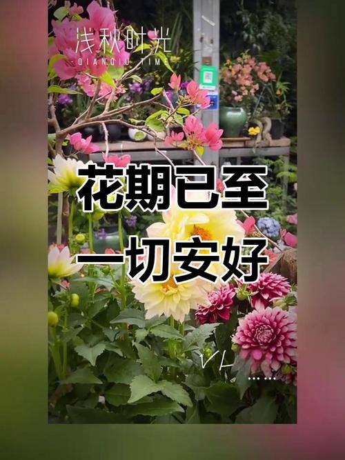 安好如初  第1张