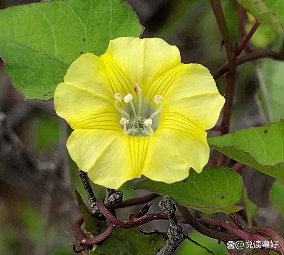 那一抹明亮的黄色  第1张