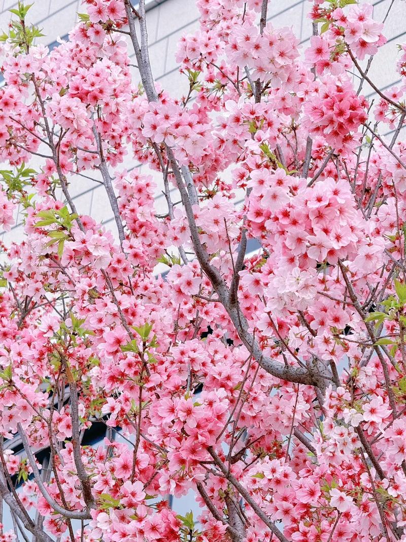 樱梅树下  第1张