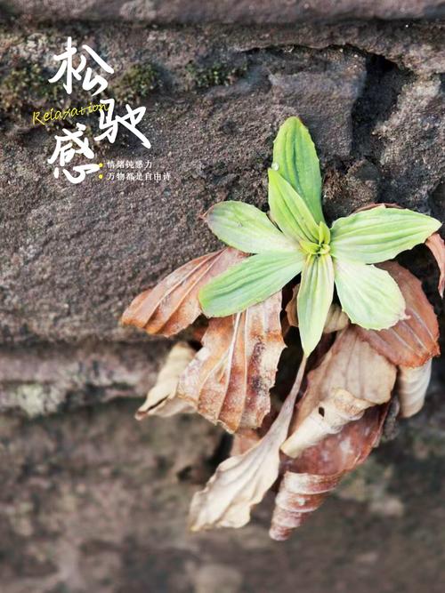 生命只是一团泥  第1张