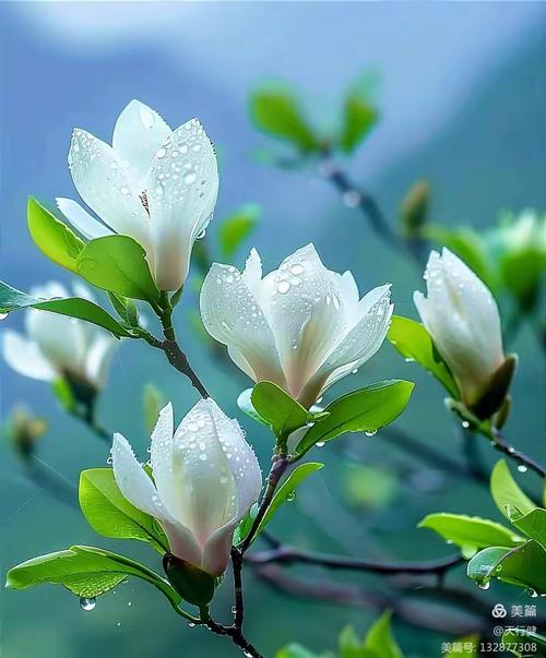 又见玉兰花开  第1张