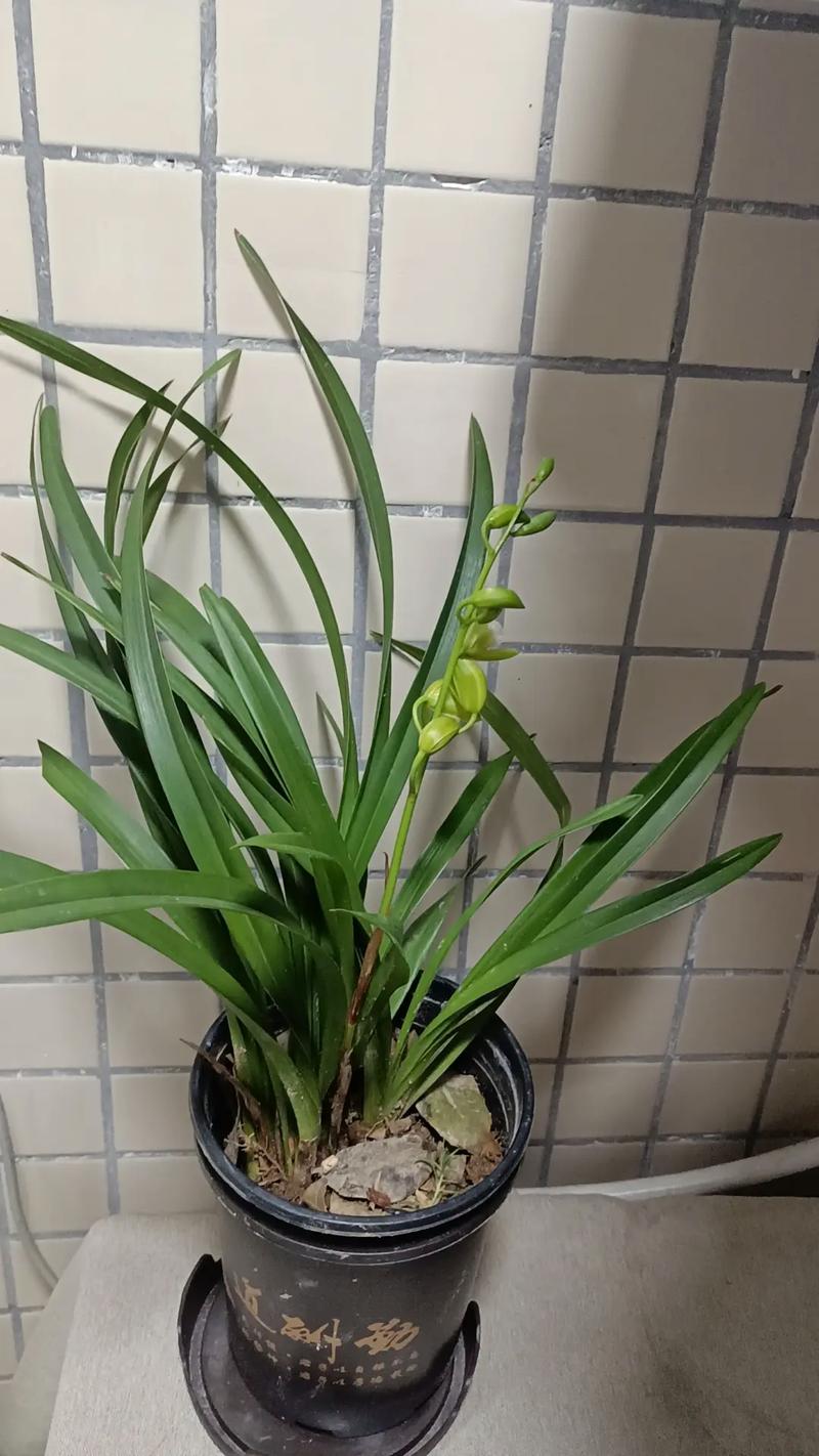 最好的养生，是沾花惹草  第1张