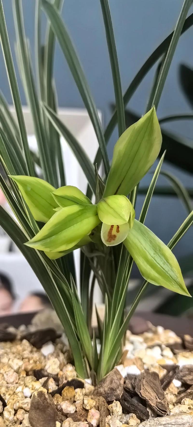 兰花作伴  第1张