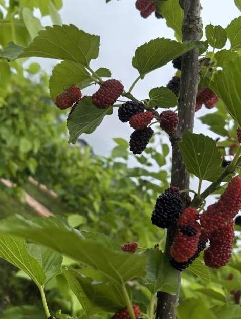 又到桑葚变红时 第1张 又到桑葚变红时 第1张