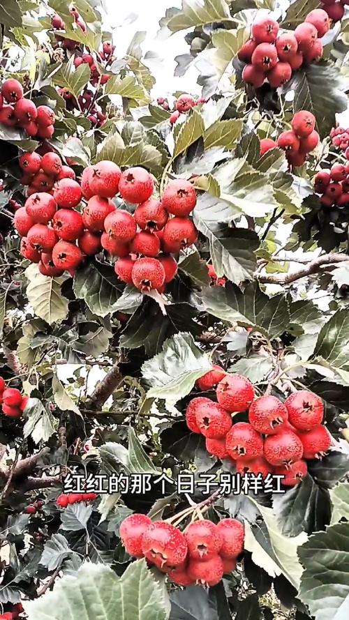 山楂红了  第1张