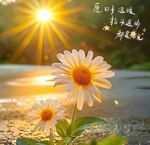 送你一束阳光  第1张