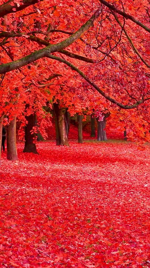 一片秋叶  第1张