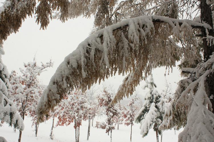北方风雪  第1张