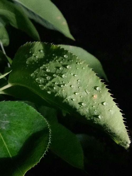 做一片绿叶  第1张