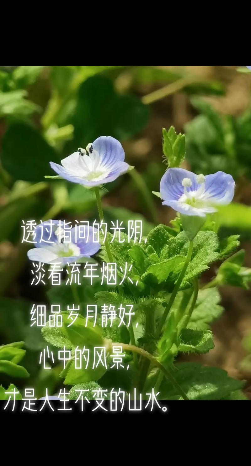 留一份永恒静好的岁月  第1张
