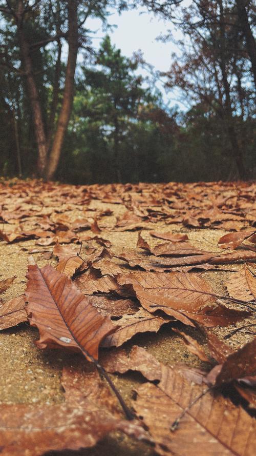 秋风萧瑟的季节  第1张