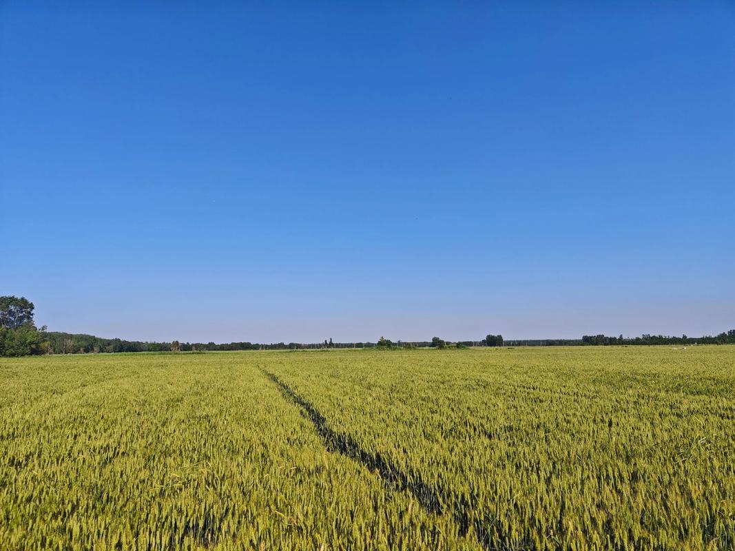 熟透的希望 第1张 熟透的希望 第1张