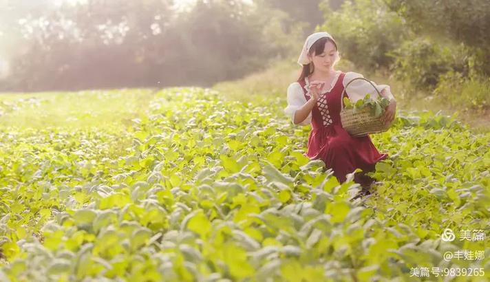 稻花醉人香 第1张 稻花醉人香 第1张