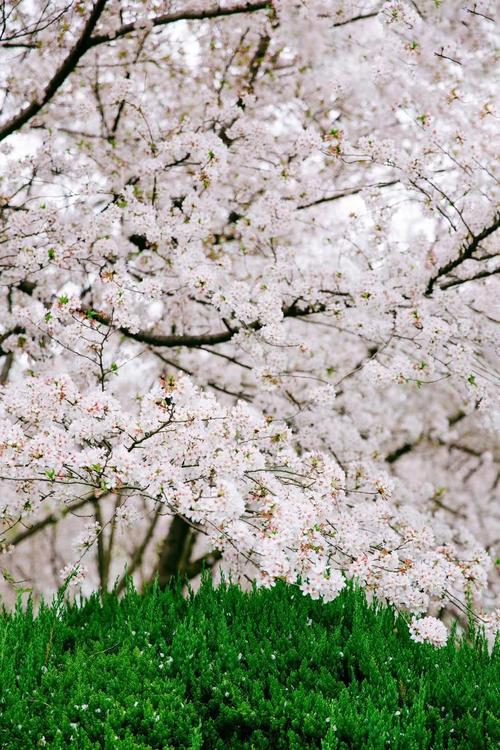 樱花飞绚，只是花期太短  第1张