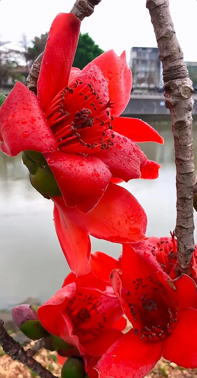 你是我的木棉花  第1张