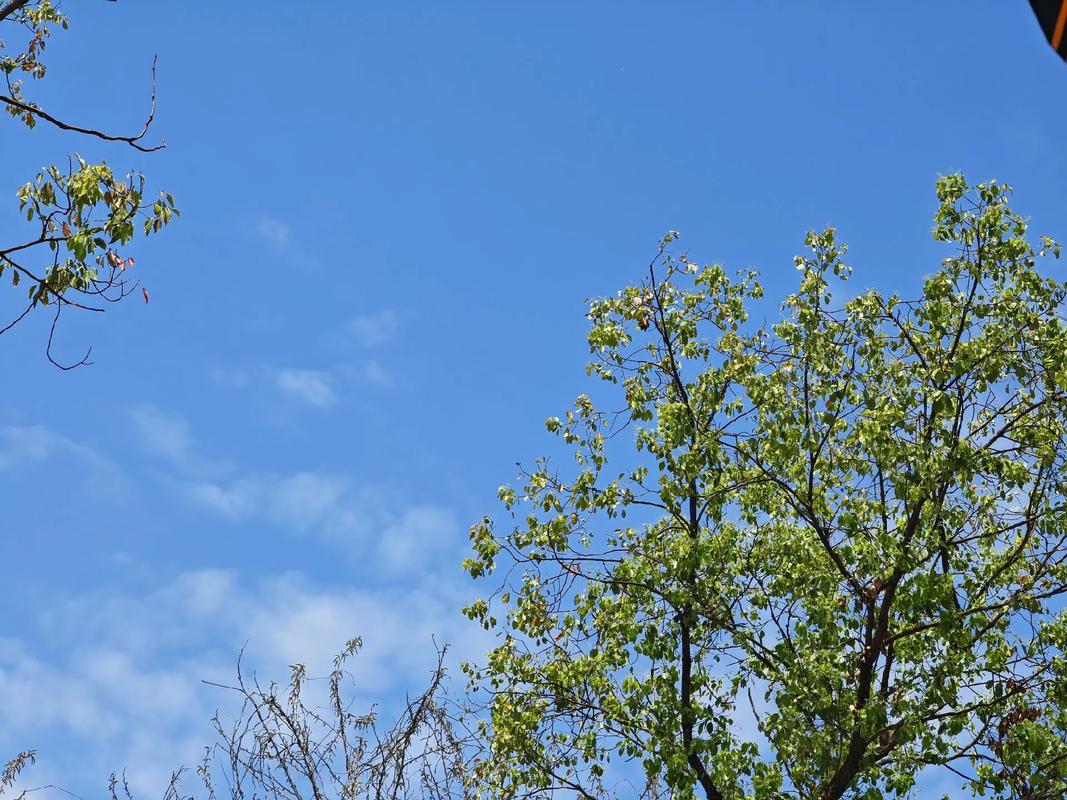 我心中的那一抹幽蓝  第1张