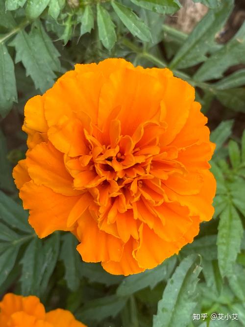 那些花儿 第1张 那些花儿 第1张