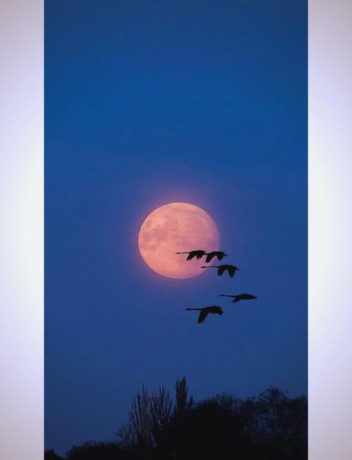 雁阵如虹  第1张