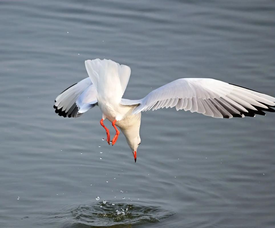 海之恋 · 海鸥  第1张