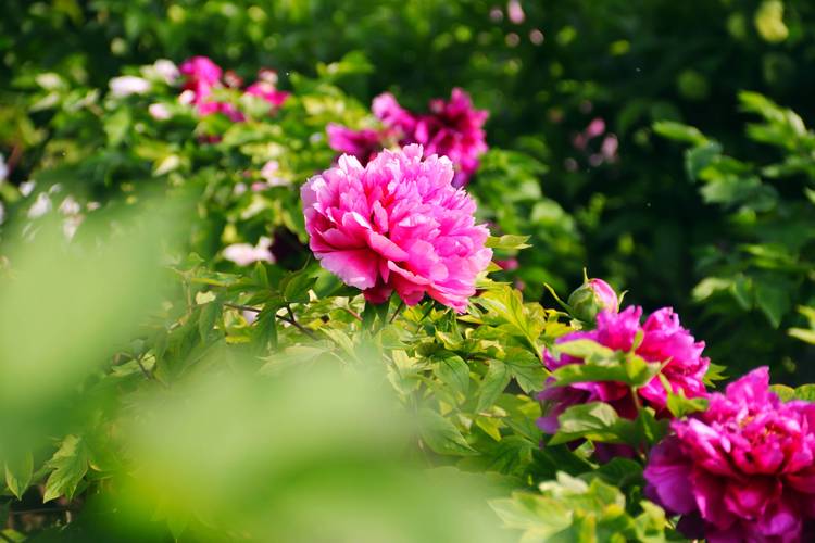 用生命浇灌的牡丹花  第1张