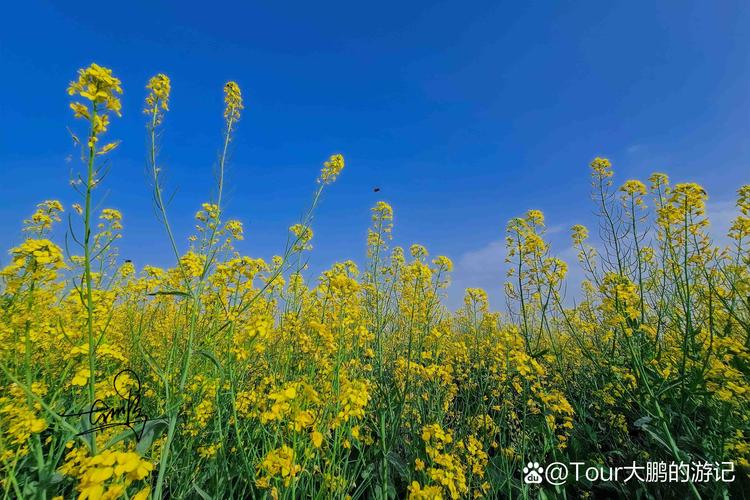 春里漫步,春里感悟 第1张 春里漫步,春里感悟 第1张