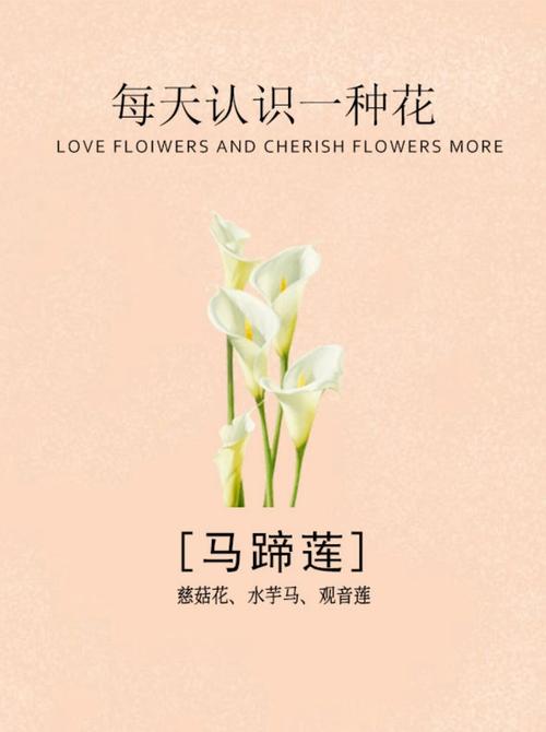 魅力不是一种美丽  第1张