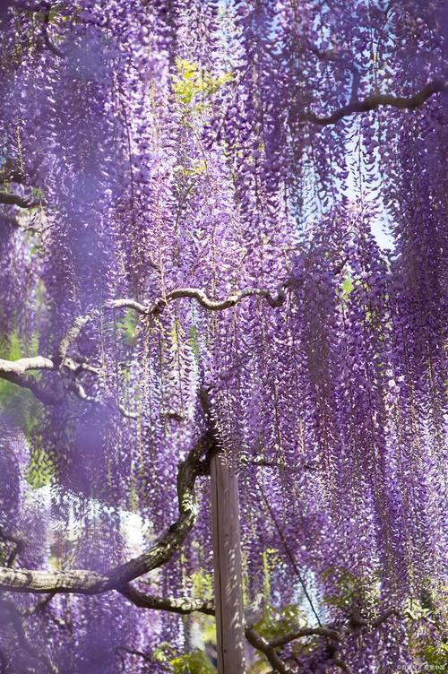 像紫藤萝一样的夜晚  第1张