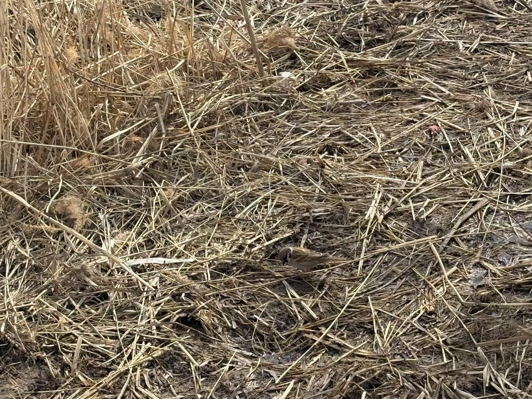 河边有棵不安静的树 第1张 河边有棵不安静的树 第1张