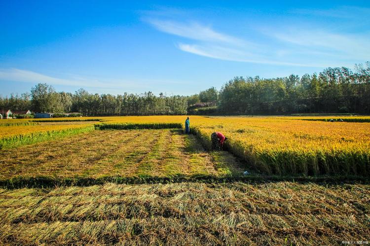 麦场上的夏秋 第1张 麦场上的夏秋 第1张