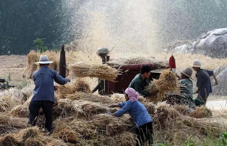 割麦杂忆  第1张