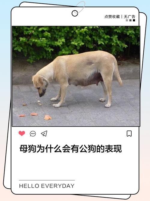 狗性背后的人性 第1张 狗性背后的人性 第1张