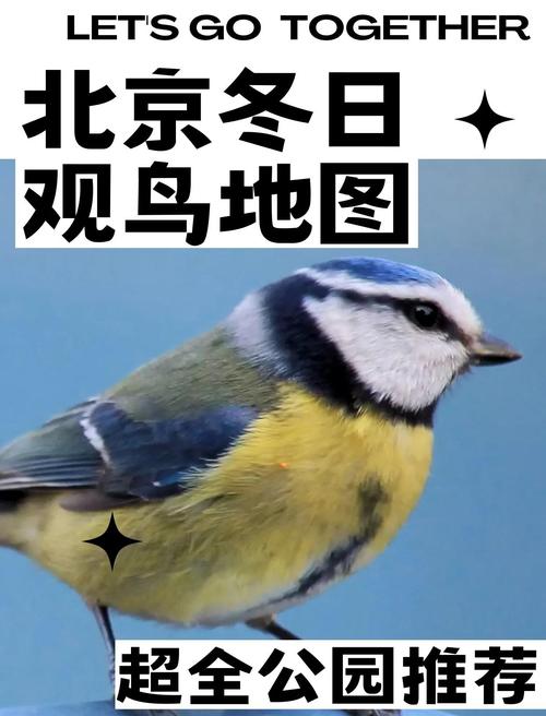 雪松上,那筑巢的鸟 第1张 雪松上,那筑巢的鸟 第1张